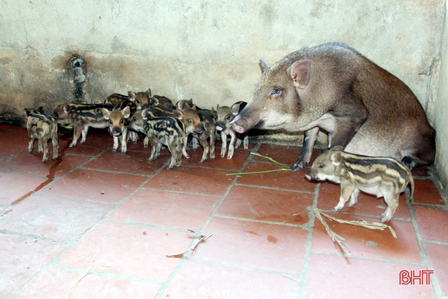 Hà Tĩnh: Lên &quot;vương quốc&quot; của loài hươu sao lại lạc vào nơi lợn rừng chạy hàng đàn, đào hang hốc, ăn cây thuốc - Ảnh 4.