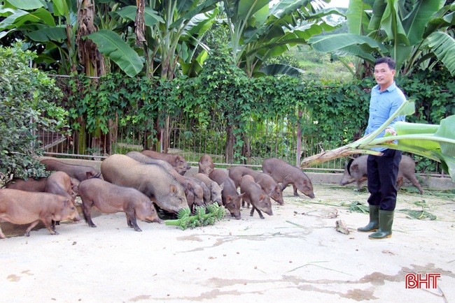 Hà Tĩnh: Lên &quot;vương quốc&quot; của loài hươu sao lại lạc vào nơi lợn rừng chạy hàng đàn, đào hang hốc, ăn cây thuốc - Ảnh 5.