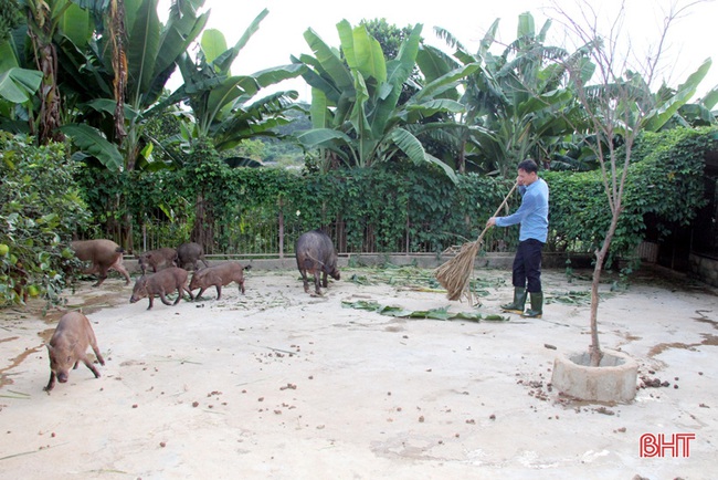 Hà Tĩnh: Lên &quot;vương quốc&quot; của loài hươu sao lại lạc vào nơi lợn rừng chạy hàng đàn, đào hang hốc, ăn cây thuốc - Ảnh 11.