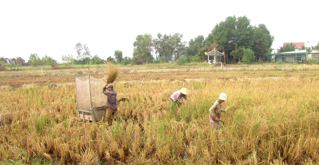 Xịn sò người dân rủ nhau làm lúa sạch ăn ba ngày Tết - Ảnh 1.