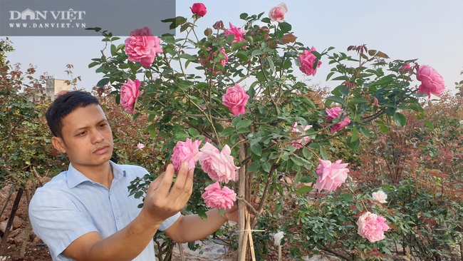 Ninh Bình: Trồng đào, hồng cổ bán Tết, 9x Kim Sơn rủng rỉnh tiền tiêu.   - Ảnh 5.