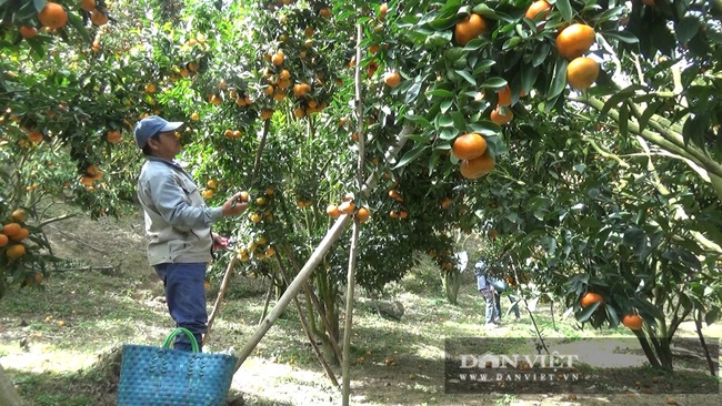 Sau một trận bão, lão nông U50 chuyển qua trồng quýt, mỗi năm lãi hơn 200 triệu đồng - Ảnh 5.