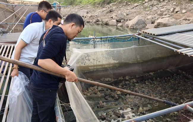 Phú Thọ: &quot;Gà đồng&quot; là con gì mà dân ở đây ra sông Đà nuôi la liệt, vớt lên bờ bán 55.000 đồng/kg? - Ảnh 3.