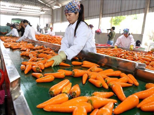 Tin vui ở Hải Dương: Đầu năm 48 tấn cà rốt được mua giá cao, nông dân lãi ngay 8-10 triệu/sào - Ảnh 3.