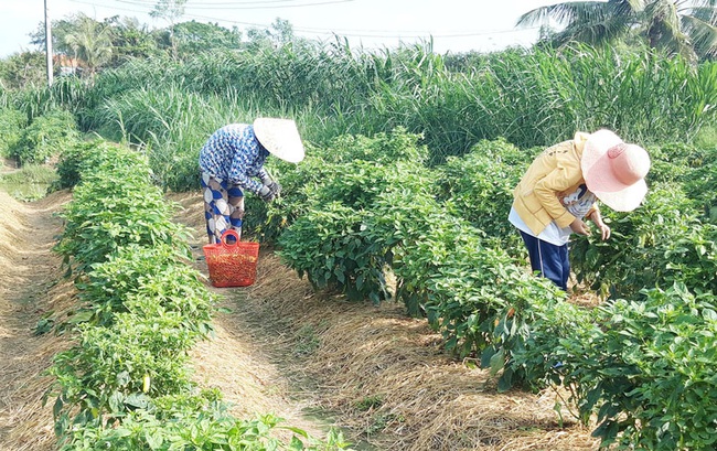 Bến Tre: Trồng cây ra trái ăn cay phải xuýt xoa mà nông dân có khoản tiền to - Ảnh 1.