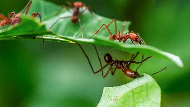 Săn lùng “kho báu thần dược tình yêu” trên mọi nẻo đường - Ảnh 7.