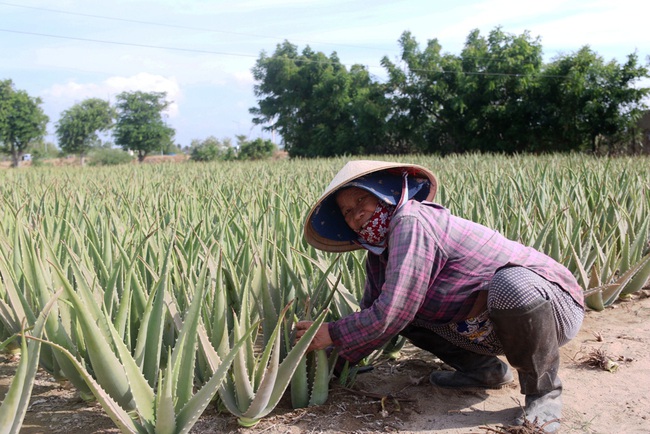 Ninh Thuận: Nông dân ra đồng “xông đất” những ngày đầu năm mới Tân Sửu - Ảnh 5.