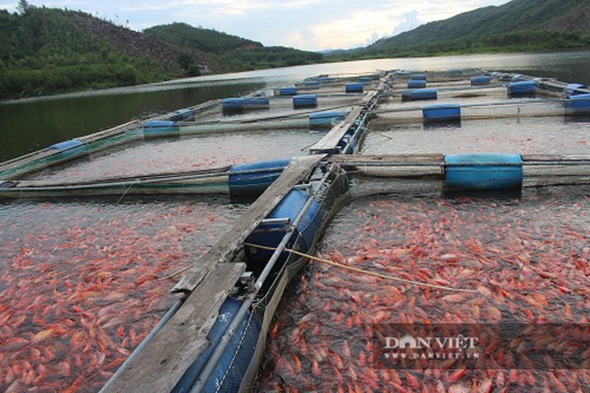 Nuôi cá lồng bè trên đập nước, bán cá đều tay - Ảnh 4.