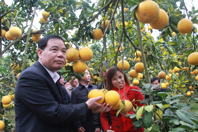 tannien/Những vườn cây “đẻ” tiền tỷ ở Lục Ngạn  - Ảnh 1.