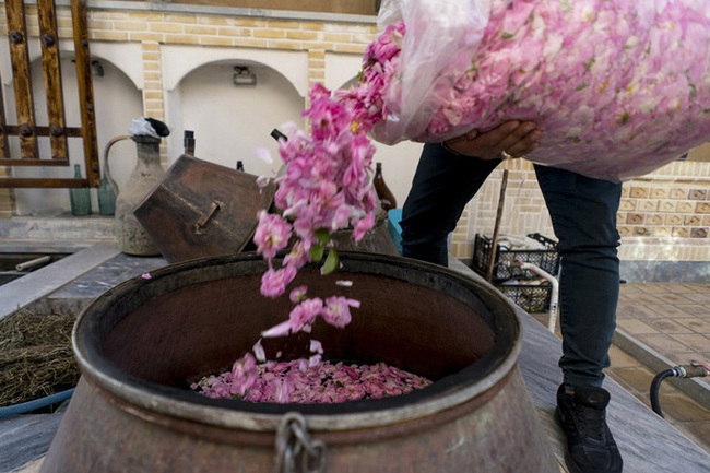 Quy trình sản xuất loại nước hoa hồng tốt nhất thế giới tại quận Qamsar, Iran - Ảnh 4.