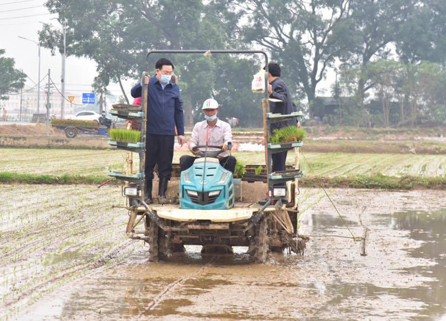 Hà Nội: Bí thư Vương Đình Huệ và Chủ tịch Chu Ngọc Anh xuống đồng cấy lúa, động viên nông dân  - Ảnh 2.