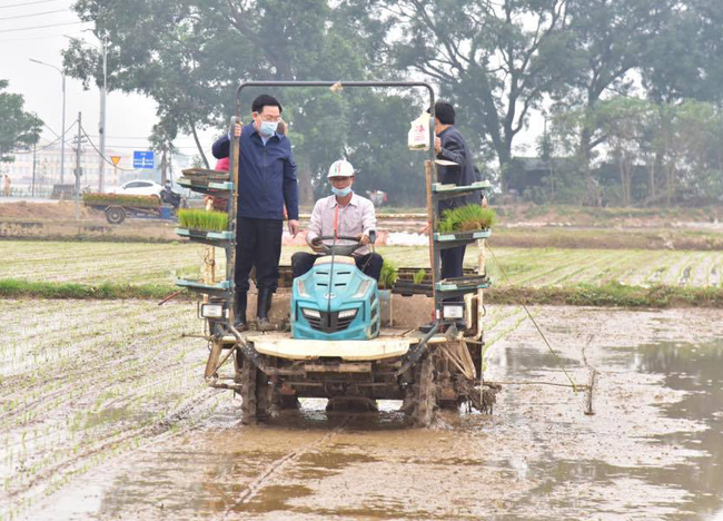 Hà Nội: Bí thư Vương Đình Huệ và Chủ tịch Chu Ngọc Anh xuống đồng cấy lúa, động viên nông dân - Ảnh 2.