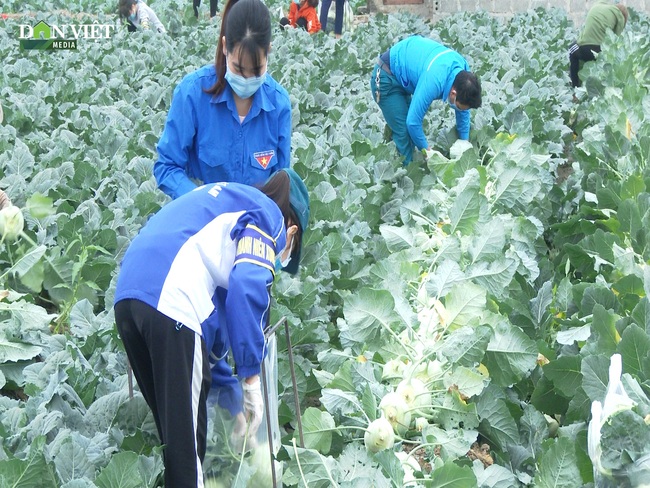 Clip: Nông dân Hải Dương thu hoạch rau màu trao tặng chốt kiểm dịch và người dân vùng dịch - Ảnh 4.