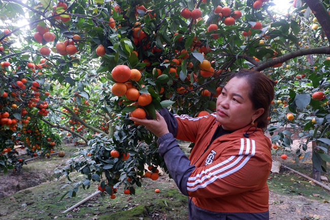 Bắc Giang: Choáng ngợp những vườn cây “đẻ” tiền tỷ ở Lục Ngạn, thì ra là nhờ cây làm giàu này - Ảnh 4.