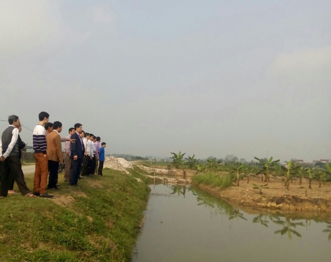 Ninh Bình: Trồng giống chuối &quot;lạ&quot; ra quả đẹp, thương lái mua cả hoa lẫn lá, nhà nông thu tiền đều đều - Ảnh 3.