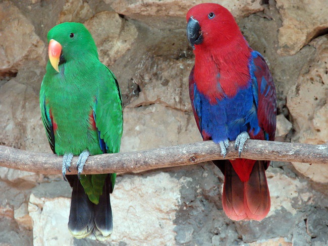 Vẹt eclectus - loài vẹt nhỏ nhất thế giới có khả năng ăn nói lưu loát - Ảnh 2.