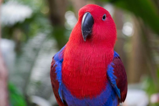 Vẹt eclectus - loài vẹt nhỏ nhất thế giới có khả năng ăn nói lưu loát - Ảnh 3.