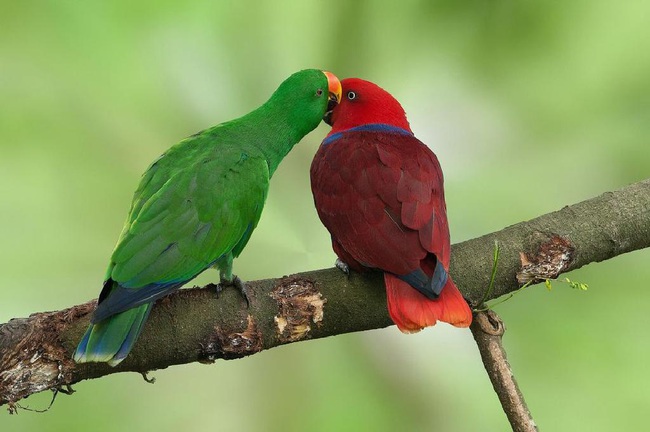 Vẹt eclectus - loài vẹt nhỏ nhất thế giới có khả năng ăn nói lưu loát - Ảnh 4.