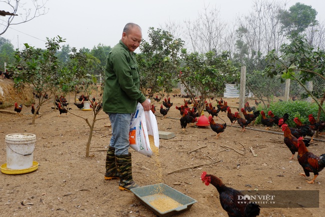 Hà Nội: Đặc sản gà Mía Sơn Tây xuống thấp do Covid-19, người nuôi gà  - Ảnh 1.