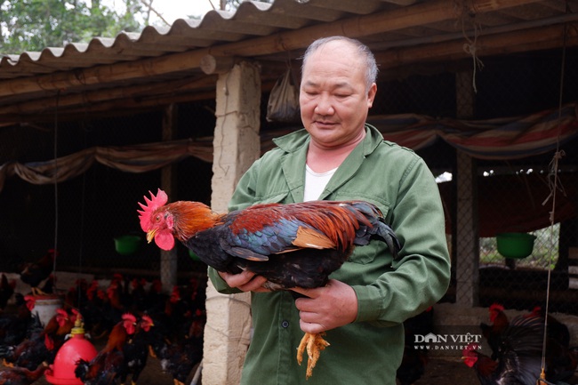 Hà Nội: Đặc sản gà Mía Sơn Tây xuống thấp do Covid-19, người nuôi gà  - Ảnh 2.