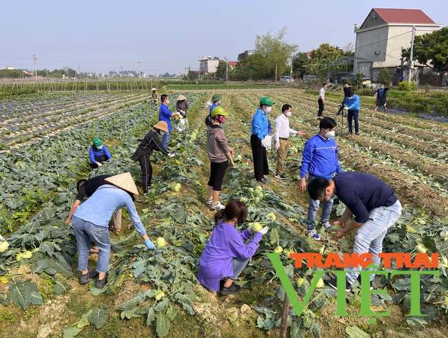 Tuổi trẻ Hải Dương chung tay cùng nông dân &quot;giải cứu&quot; nông sản - Ảnh 4.