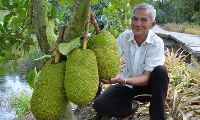 Giá mít Thái ở ĐBSCL lại tăng cao, nông dân trồng mít Thái tỉnh Tiền Giang có mít bán là trúng đậm - Ảnh 1.