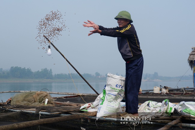 Hà Nội: người nuôi cá lồng - Ảnh 1.