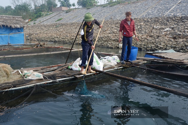 Một ông nông dân Thủ đô &quot;đau đầu&quot; vì 8 tấn cá không bán được cho ai, trắm cỏ 4kg/con cũng không ai mua - Ảnh 3.