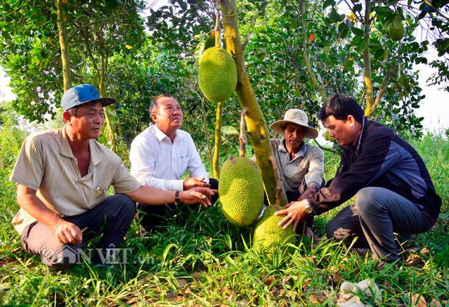 Trung Quốc nhập nhiều mít Thái của Việt Nam bằng đường nào, Trung Quốc trồng bao nhiêu hecta mít? - Ảnh 1.