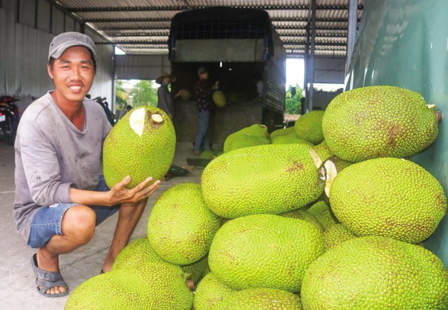 Trung Quốc nhập nhiều mít Thái của Việt Nam bằng đường nào, Trung Quốc trồng bao nhiêu hecta mít? - Ảnh 3.