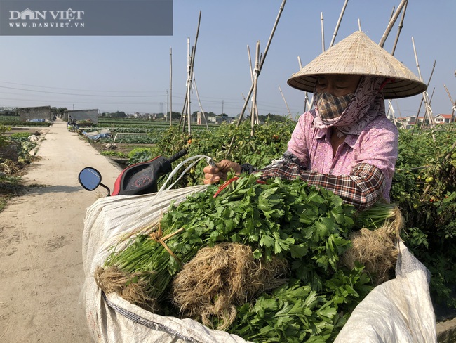 Rau rẻ như cho, nông dân cắt cho bò ăn - Ảnh 1.