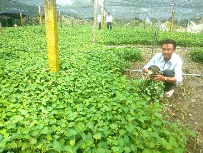 Chỉ với 4 công đất, lão nông trồng loại rau có mùi tanh thu nhập tiền tỷ mỗi năm - Ảnh 2.