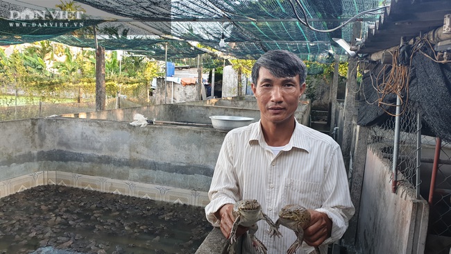 Nam Định: Bỏ phố về quê nuôi toàn con đặc sản, lão nông bỏ túi hàng trăm triệu/năm. - Ảnh 1.