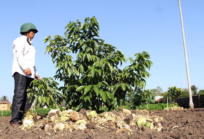 Đắk Lắk: Dân nhổ bỏ hàng trăm tấn rau, củ vì thu không đủ chi - Ảnh 4.