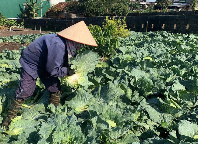 Đắk Lắk: Dân nhổ bỏ hàng trăm tấn rau, củ vì thu không đủ chi - Ảnh 2.