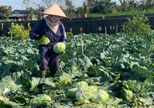 Đắk Lắk: Dân nhổ bỏ hàng trăm tấn rau, củ vì thu không đủ chi - Ảnh 3.