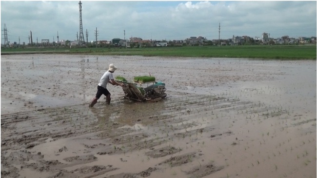 Quê lúa tăng gieo trồng giống năng suất cao - Ảnh 3.