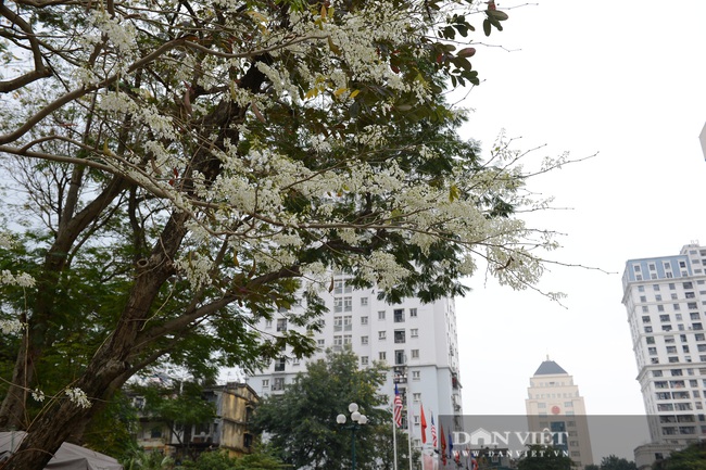 Ngắm hoa sưa 'phủ tuyết' phố phường Hà Nội - Ảnh 1.