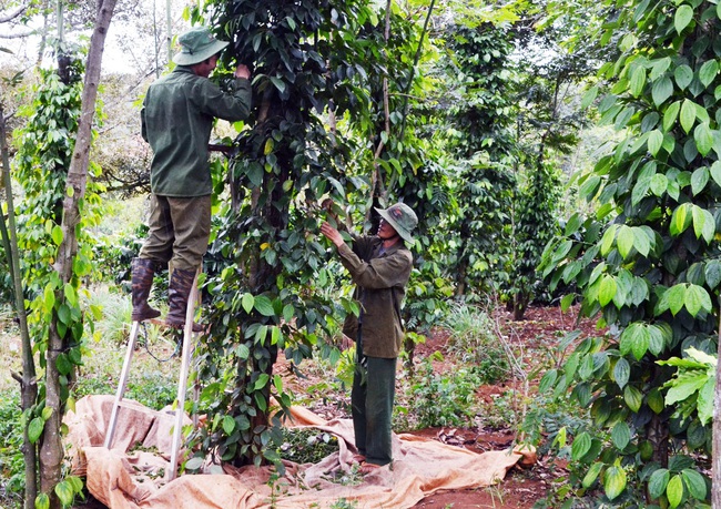 Tiêu mất mùa mất giá, nhà nông khó chồng khó - Ảnh 1.