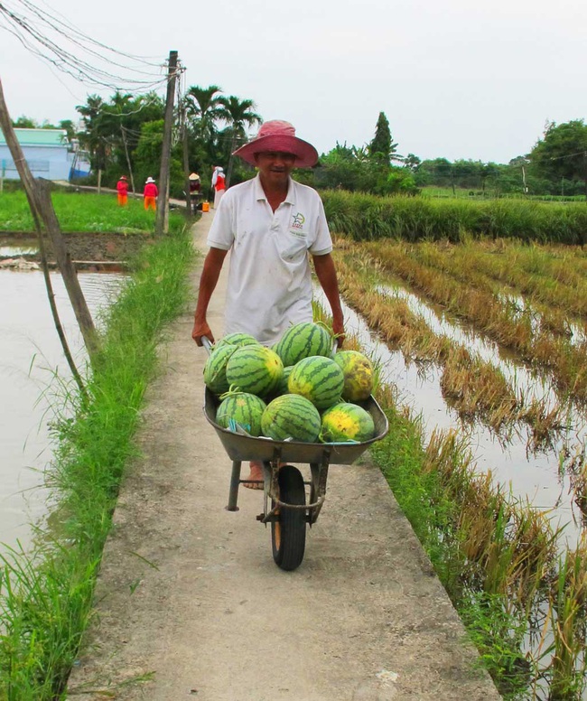 Thương lái đồng loạt bỏ chạy, tan tác bờ hoa, ruộng dưa trước thềm Tết Nguyên đán - Ảnh 2.