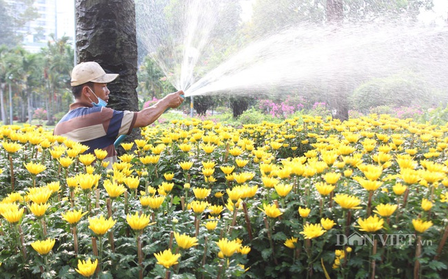 1 Người làm vườn chăm sóc những chậu cúc đại đóa ở công viên Gia Định.