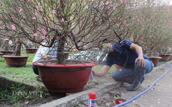 Phủ lớp sơn mới cho chậu hoa để chuẩn bị giao cho khác