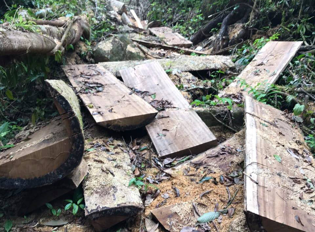 Lâm Đồng: Liên tiếp phát hiện những vụ phá rừng lớn giáp tết Tân Sửu 2021 - Ảnh 3.