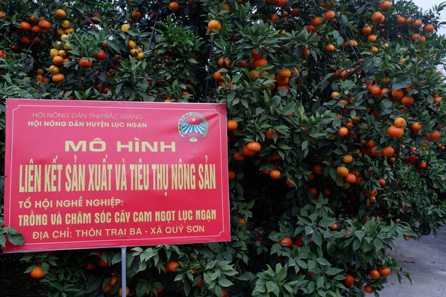 Nông dân Lục Ngạn thu tiền tỷ từ trồng cam hữu cơ - Ảnh 3.