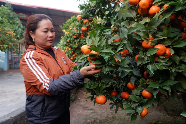 Nông dân Lục Ngạn thu tiền tỷ từ trồng cam hữu cơ - Ảnh 1.