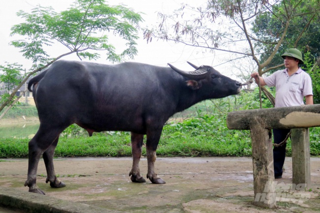 tatnien/Làm “tươi màu” đàn trâu đầm lầy - Ảnh 1.