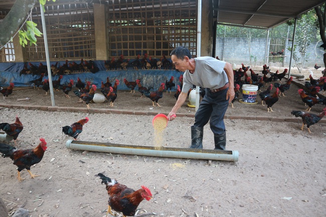 Cập nhật giá gia cầm hôm nay, chúng tôi thấy giá gà thả vườn Sơn Tây bán cao được 80.000 đồng/kg.