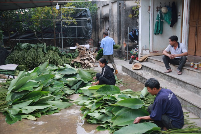 Làng lá dong lớn nhất Hà Nội vào vụ &quot;hốt bạc&quot; - Ảnh 11.