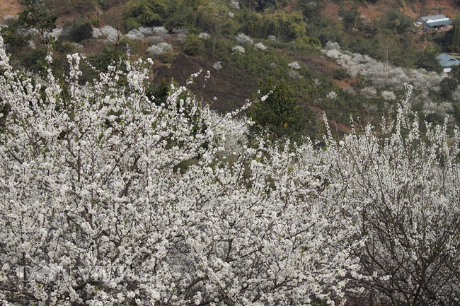 Mê mẩn hoa mận nở trắng núi đồi Sơn La - Ảnh 3.