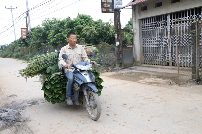 Làng lá dong lớn nhất Hà Nội vào vụ &quot;hốt bạc&quot; - Ảnh 13.